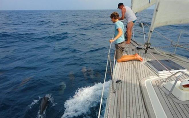 Dolphin excitement - but they could damage your rudder ©  SW